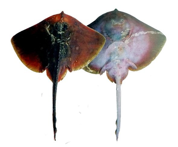 raja africana_01.jpg